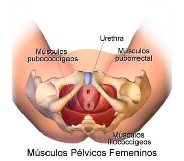 Fisioterapia Adal Alcorcón